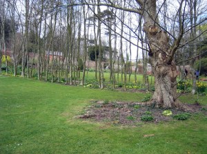 Tree row in Hadspen Garden Somerset