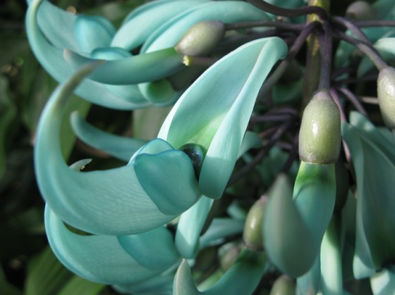 Jade Vine Flower