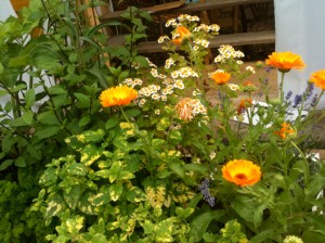 calendula calendula, feverfew, lemon balm