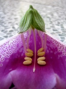 foxglove inside flower