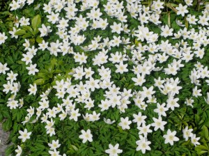 anenomes in japanese garden at kew