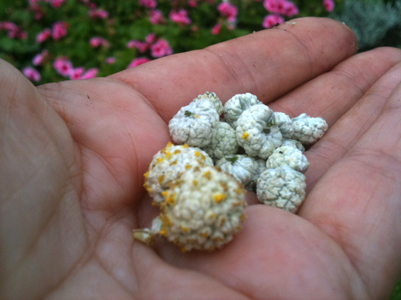 Barbed wire plant Calocephalus