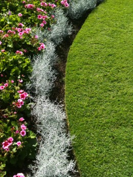 edge of parterre at kew