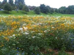 Meadow flowers Old Deer Park 1