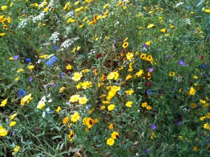 Meadow flowers in Old deer park 3