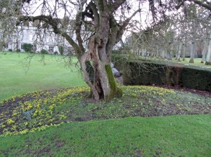 Aconite at Mottisfont