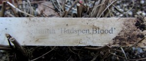 Astrantia plant label from Hadspen