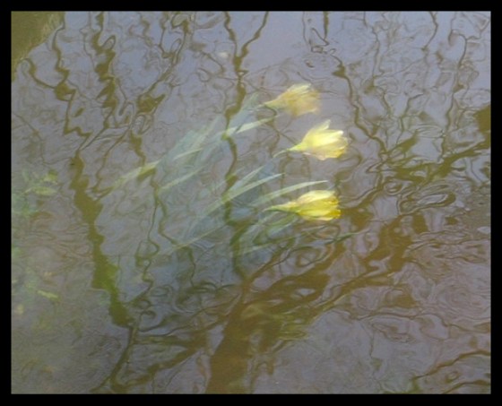 daffodils underwater in the river dart