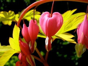 Dicentra spectabilis 'Goldheart'
