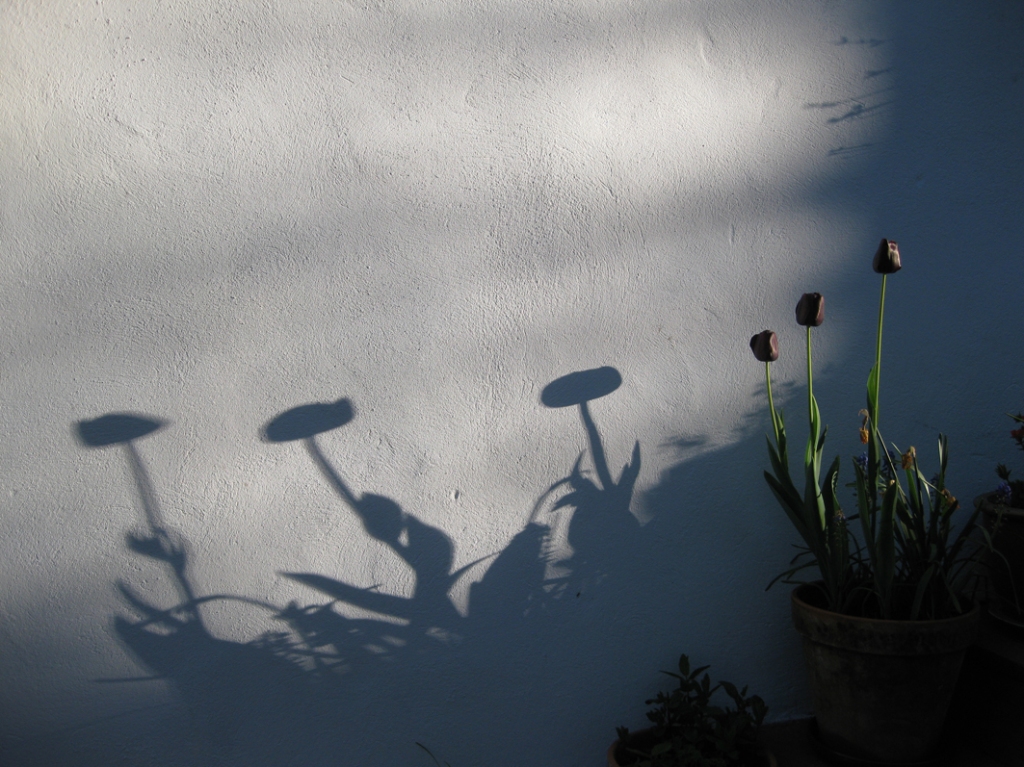 black tulips and their shadows cast on a white wall