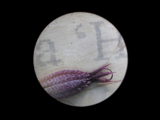 Astrantia Hadspen Blood seed and plant label