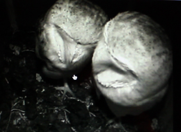 Barn owls together in nest box