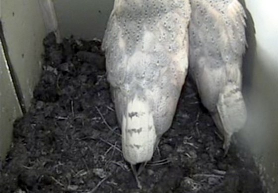Barn Owls in Somerset Wildlife Trust webcam
