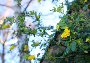 Coronilla Citrina