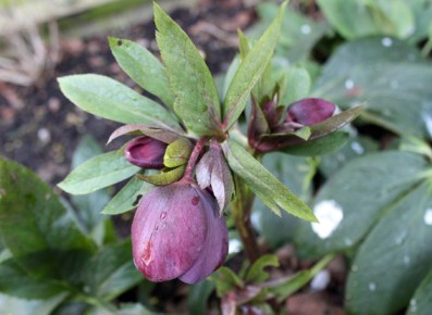 Black Hellebore