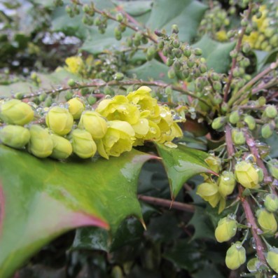 Mahonia flowers