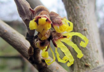 witch hazel flower