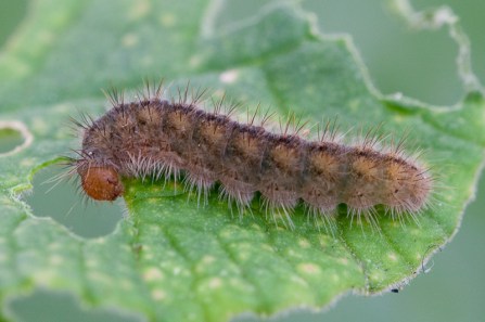 Duke of Burgundy caterpillar
