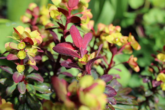 Euphorbia amygdaloides 'Purpurea'