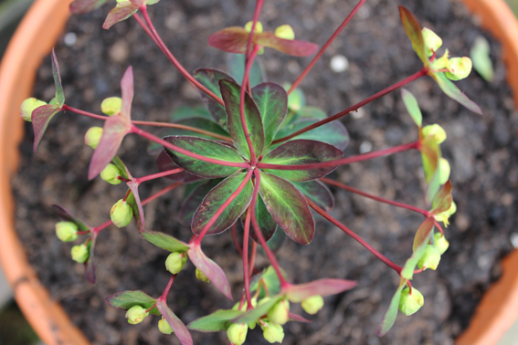 Euphorbia centre