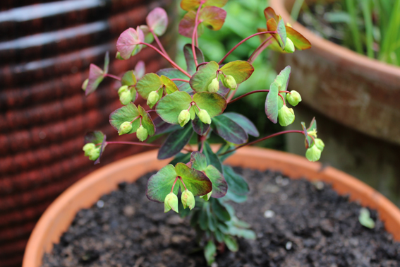 Euphorbia full plant