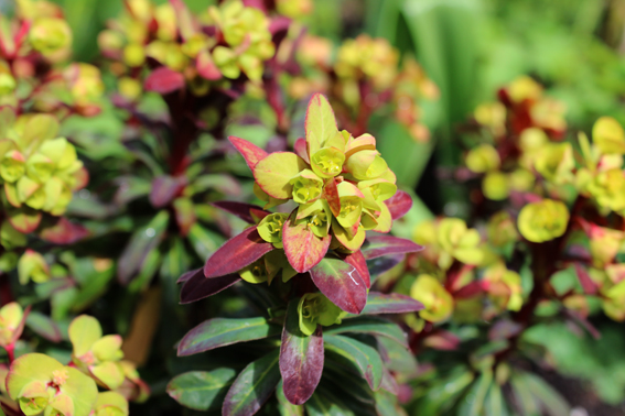 Euphorbia purp