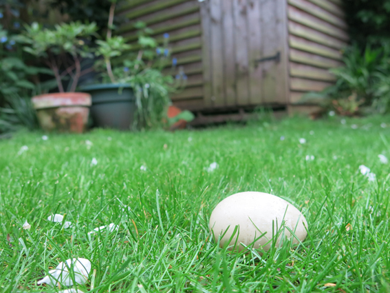 Duck egg on the lawn