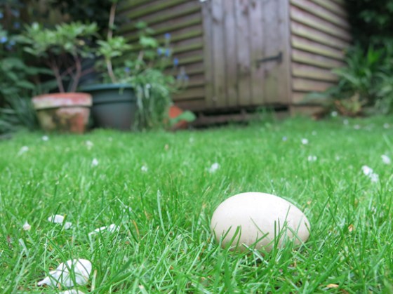 Duck egg on the lawn
