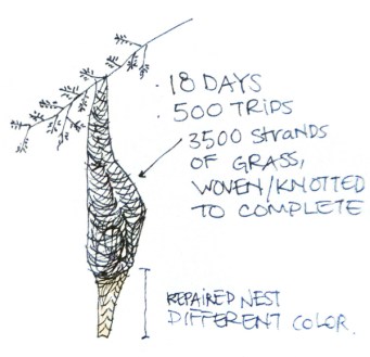 Drawing by Karen Chi-Chi Lin