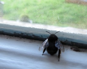 bee female hairy footed