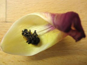 dead bee in tulip