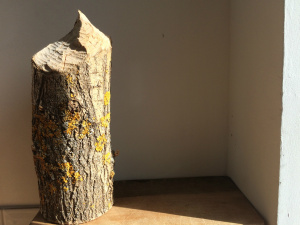 Willow worked by beavers