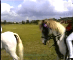 Anna Best - A Real Pony For a Bridle