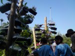 Apothecary Arboretum