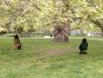 With-Trees