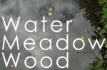 SAW Water Meadow Wood