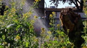 Impossible Forest mustard wtaer and trunk