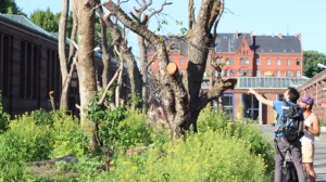 Impossible Forest soft focus