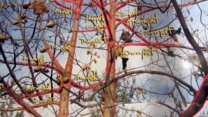 trumpet-empress-tree